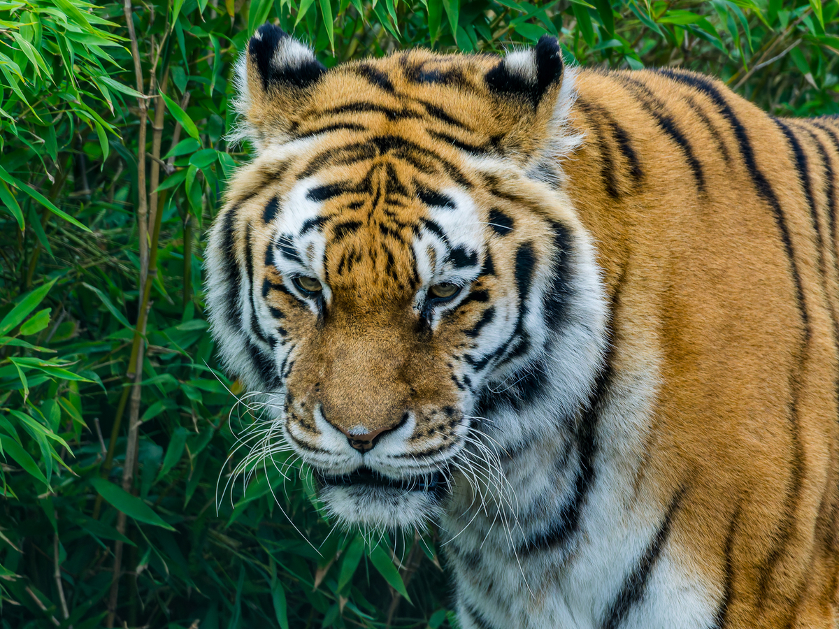 3rd - Tigris Tigris - James Lamb